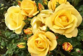 Yellow Roses Flowers