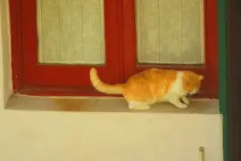 micio di Otranto jigsaw puzzle