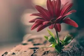 imagem jigsaw puzzle