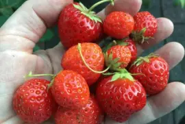 Strawberries from the Garden