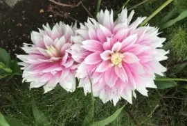 Garden: Pink flowers