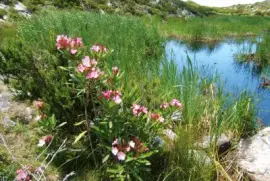 CAPRAIA jigsaw puzzle