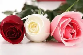 çŽ«ç‘° jigsaw puzzle