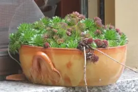 sempervivum jigsaw puzzle