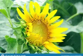 פאזל של naturaleza