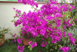 פאזל של imagem