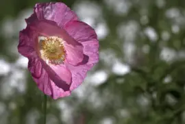 Poppy in the wind
