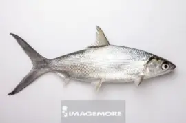 è™±ç›®é­š jigsaw puzzle