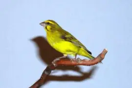 Canarino del monzambico