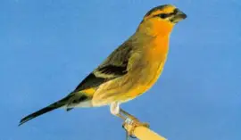 Canarino ventrebianco