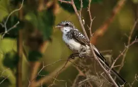 Lanius nubicus juvenile