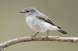 Melanodryas cucullata