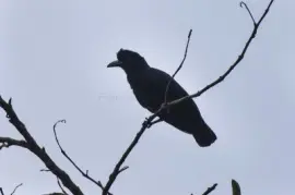 Umbrellabird