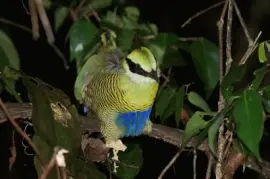 Pitta ventre a barre