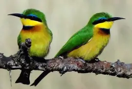 Gruccione dal petto blu