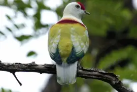 Colomba di frutta multicolore