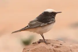 Hooded wheatear