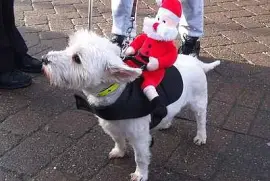 Santa 's Little Helper