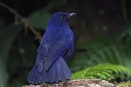 Tordo fischiatore della sonda