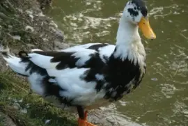 Anatra pezzata ancona