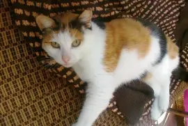 British shorthair calico