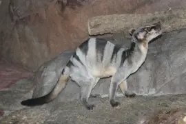 Civetta delle palme fasciata