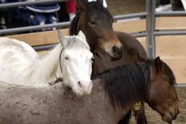 Nevada jigsaw puzzle