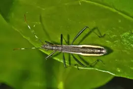 Micrelyta fossalarun