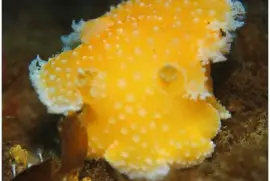 Tochuina tetraquetra