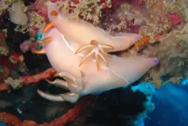Hypsecolodoris bullocki