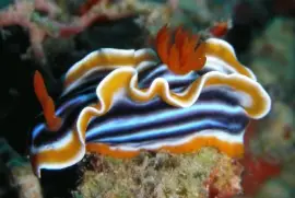 Chromodoris quadricolor