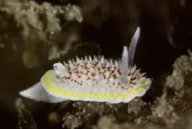 Diaporodoris luteocincta