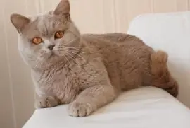 British shortair liliac