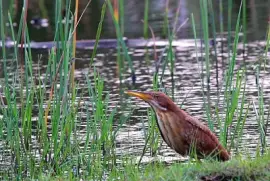 Tarabusino color cannella