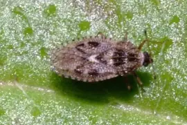 Dictyla nassata