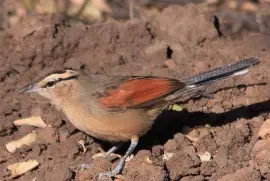 Brown crownedt chagra