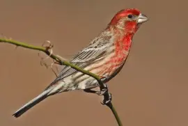 Ciuffolotto messicano