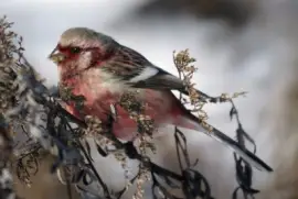 Ciuffolotto siberiano