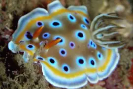 Goniobranchus geminus