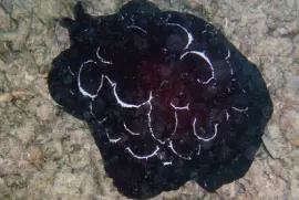 Pleurobranchus forskam