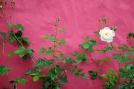 unique jigsaw puzzle