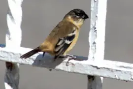 A very beautiful small bird