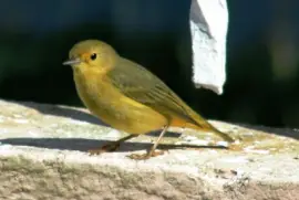 best friend of the other beautiful small bird