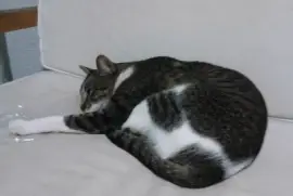 Other of the great lady botitas