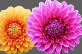 Dahlias