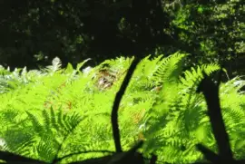 ferns jigsaw puzzle