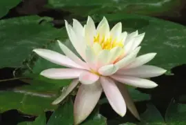 Vietnam flor de loto