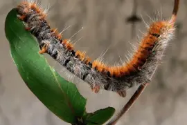 Bruco di macrothylacia rubi