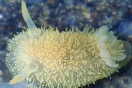 Acanthodoris pilosa