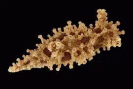 Aegires punctilucens